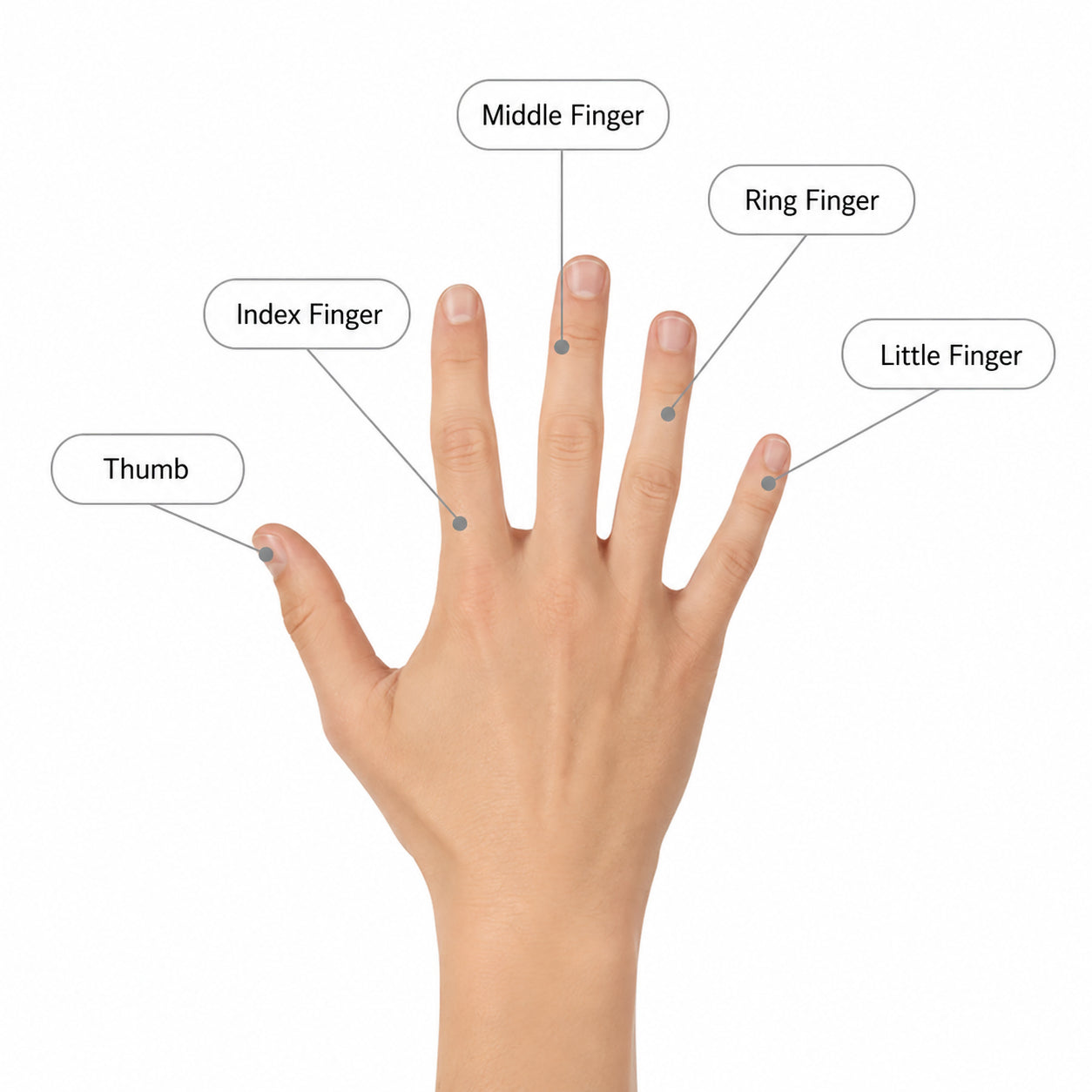 Illustration av handens fingrar som visar vilka fingrar en justerbar fingerskena kan användas på: tumme, pekfinger, långfinger, ringfinger och lillfinger.